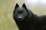 SCHIPPERKE 831